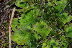 Peltigera britannica