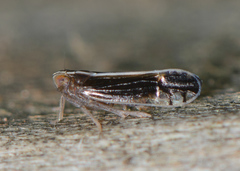 Stenocranus brunneus