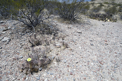 Grusonia grahamii