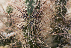 Grusonia grahamii