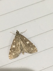 Udea olivalis