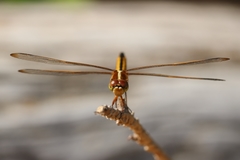 Libellula auripennis