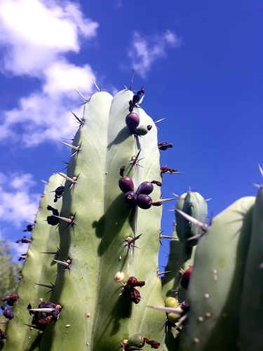Blue Myrtle-cactus