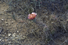 Grusonia grahamii