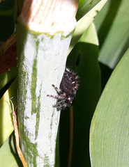 Phidippus audax