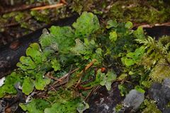 Peltigera britannica