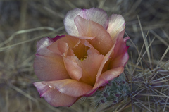 Grusonia grahamii