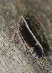 Stenocranus brunneus
