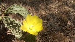 Opuntia elizondoana