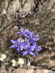 Eriastrum densifolium