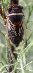 Diceroprocta apache