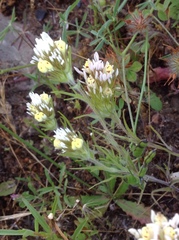 Castilleja lineariloba
