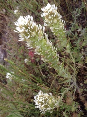 Castilleja lineariloba