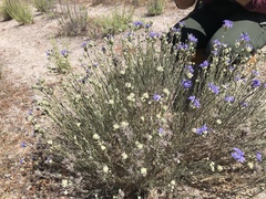 Eriastrum densifolium