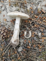 Amanita