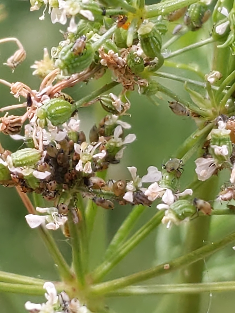 Honeysuckle aphid