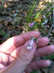 Penstemon laxiflorus