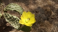 Opuntia elizondoana