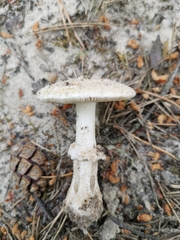 Amanita