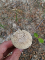 Amanita