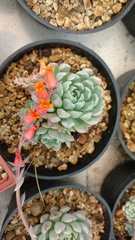 Echeveria halbingeri