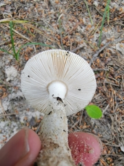 Amanita
