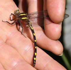 Cordulegaster bilineata