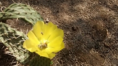 Opuntia elizondoana