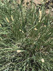 Hilaria rigida