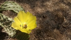 Opuntia elizondoana