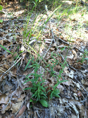 Penstemon laxiflorus