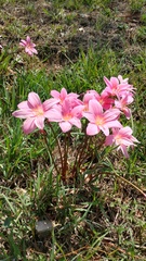 Zephyranthes carinata