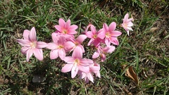 Zephyranthes carinata
