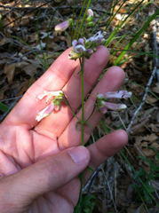 Penstemon laxiflorus