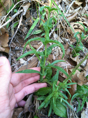 Penstemon laxiflorus