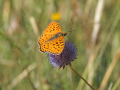 Argynnis