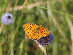 Argynnis
