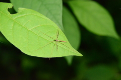 Epiphragma