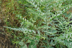 Sophora alopecuroides