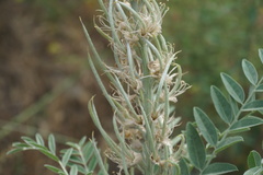 Sophora alopecuroides