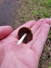 Psathyrella