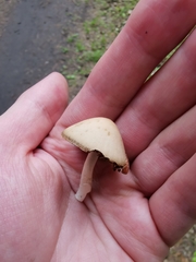 Psathyrella