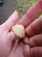 Psathyrella