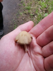 Psathyrella