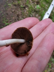 Psathyrella