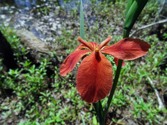 Iris fulva