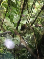 Schiffornis veraepacis