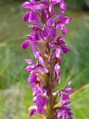 Dactylorhiza elata