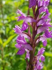 Dactylorhiza elata