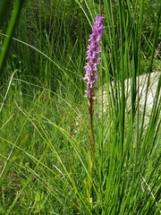 Dactylorhiza elata